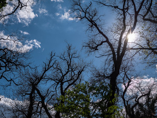 The sky, the sun, the clouds, and the forest