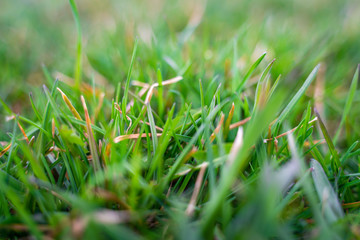 Macro Image of Thick Patches of Green Grass with Bokeh and Blurred Out Background