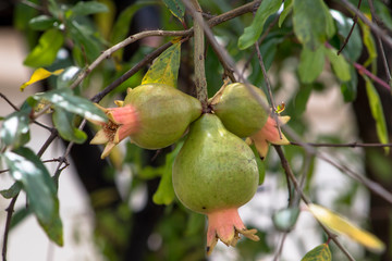 Ripe green Pomegranate Fruit on Tree Branch. The Foliage on the Background