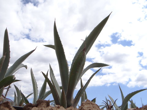 agave espadin