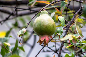 Ripe green Pomegranate Fruit on Tree Branch. The Foliage on the Background