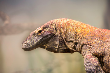 Retraro de un dragon de Komodo