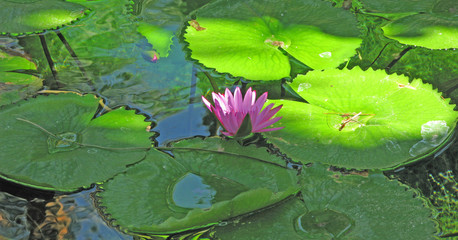 Water Lily - A panoramic view of  red pond water lily surrounded by lily pads.