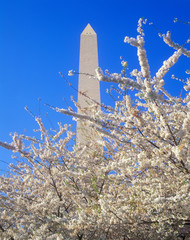 Washington National Monument with cherry blossoms in springtime, Washington D.C.