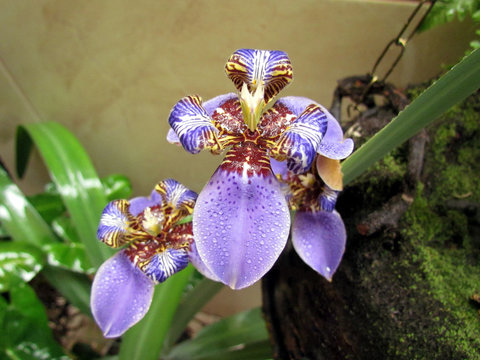 Blue walking Iris,  Neomarica Caerulea Regina, also known as Giant Queen Iris or Giant Apostle's Iris