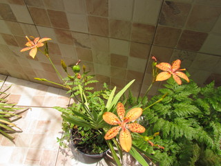 Blackberry Lily, Belamcanda chinensis, also known as Domestic iris