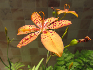 Blackberry Lily, Belamcanda chinensis, also known as Domestic iris