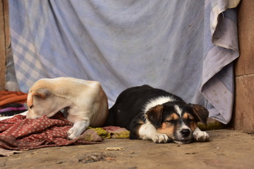インドの世界遺産のワラーナシー　ガンジス川沿いのガートで生活する子犬　昼寝をする可愛い姿