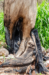 Burnt Tree