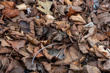 dry leaves on the ground