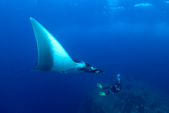 Oceanic Manta Ray and scuba diver 