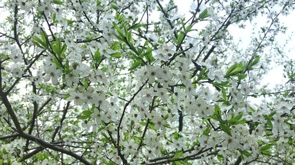 Blooming cherry tree in spring, many tender delicate white flowers on braches, gardens and parks at springtime