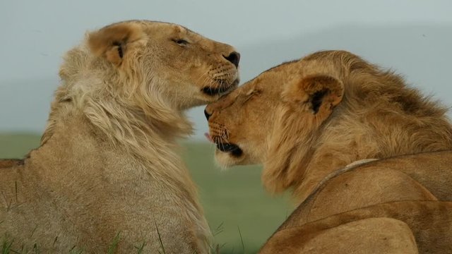 A pair of lion brothers groom each other in the Masai Mara.