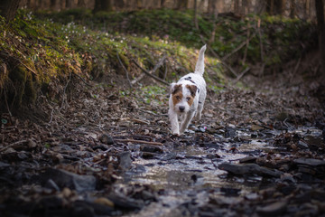 Fototapeta premium Cute Parson Russell Terrier running through Forest Stream