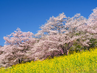 桜と菜の花