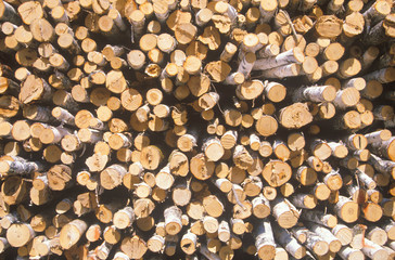 Recently cut logs awaiting processing at a Wisconsin mill