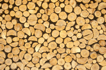 Wood cut for winter