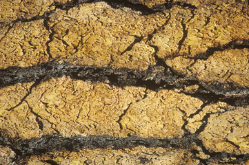 A close-up of redwood bark texture