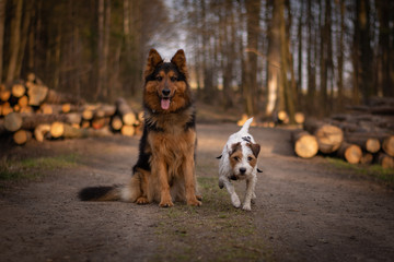 Bohemian Shepherd and Parson Russell Terrier Portrait in the Forest