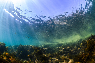 Fototapeta na wymiar Underwater paradise, Jervis Bay, Australia