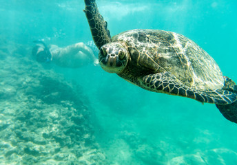 Young guy swimming with a green turtle, Oahu Hawaii