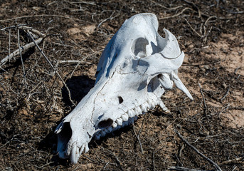 Animal skull in the desert, Outback Australia