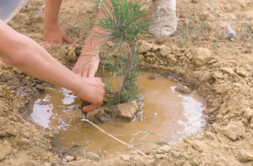 Environmental workers planting a tree seedling a hole, part of the Clean & Green group of the Los Angeles Conservation Corps