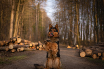 Bohemian Shepherd Portrait in the Forest