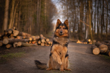 Bohemian Shepherd Portrait in the Forest