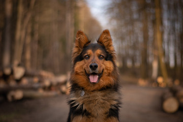 Bohemian Shepherd Portrait in the Forest