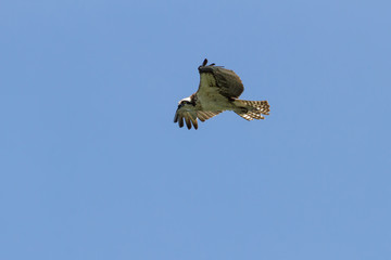 Osprey flying against a clear blue sky. 
