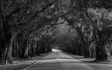 Bridge Road, Hobe Sound, Florida, U.S.A.