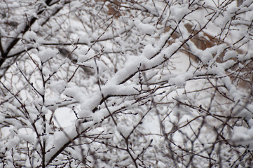 tree branches in the snow