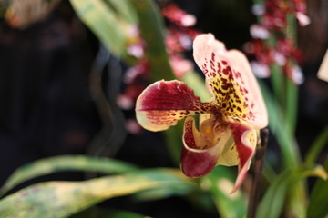 Naklejka na ściany i meble orchid, flower, blooming, red, yellow, purple, colorful, fragrant, 