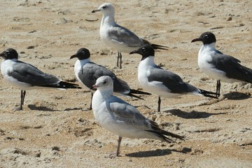 Seagulls on the beach in Atlantic coast of North Florida 