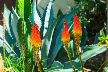 catcus with orange yellow flowers