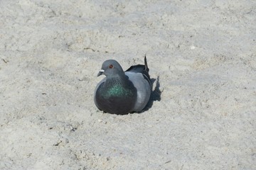 Dove on sand background in Florida beach, closeup