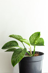philodendron birkin beautiful house plants on black planter pot © f3bri