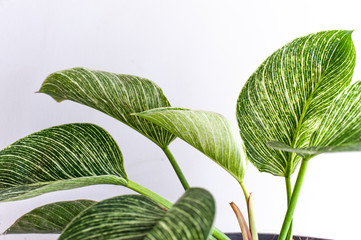 philodendron birkin beautiful house plants on black planter pot © f3bri