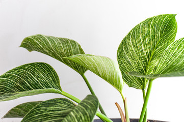 philodendron birkin beautiful house plants on black planter pot © f3bri