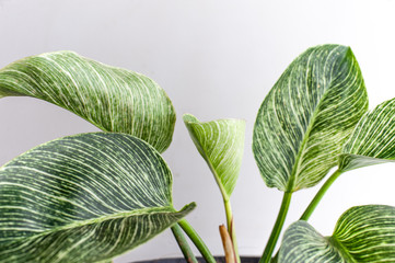 philodendron birkin beautiful house plants on black planter pot © f3bri