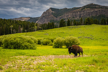 Bison in Yellowstone © Brian