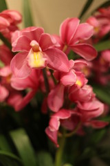 Fototapeta na wymiar orchid, flower, blooming, red, yellow, purple, colorful, fragrant, 