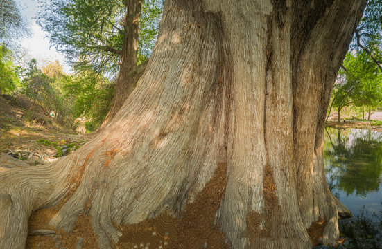 tronco de arbol de sabino