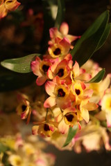 orchid, flower, blooming, red, yellow, purple,  colorful, fragrant, 