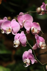 Fototapeta na wymiar orchid, flower, blooming, red, yellow, purple, colorful, fragrant, 