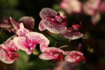 orchid, flower, blooming, red, yellow, purple,  colorful, fragrant, 