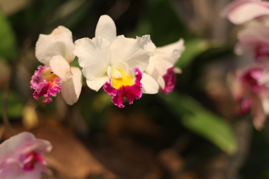 orchid, flower, blooming, red, yellow, purple,  colorful, fragrant, 