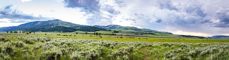 Fototapeta na wymiar Bison in Yellowstone