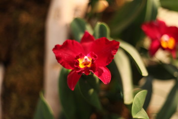 orchid, flower, blooming, red, yellow, purple,  colorful, fragrant, 